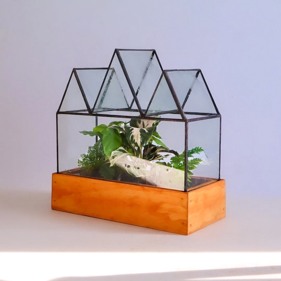 New Fortune Case Terrarium