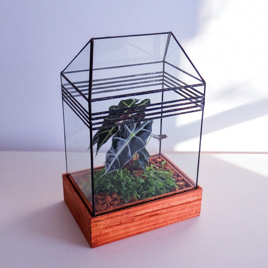 A modern glass terrarium with a wood base and green plants. 