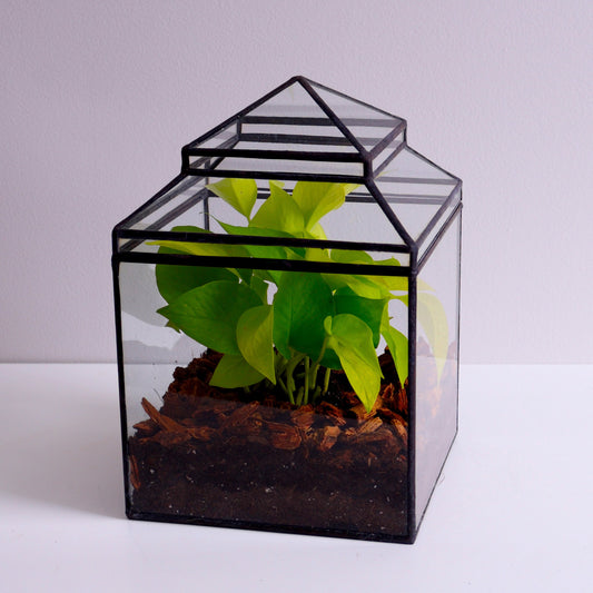 Spencer Terrarium