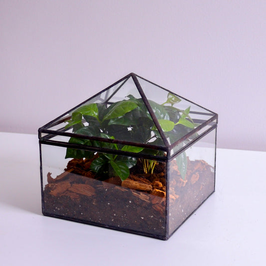 Nelson Terrarium